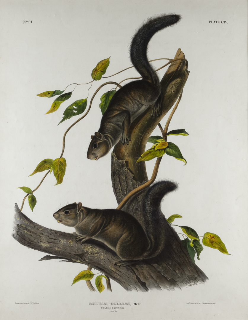 JOHN WOODHOUSE AUDUBON (1812-1862),