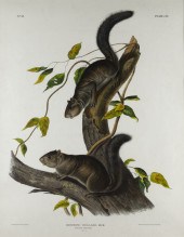 JOHN WOODHOUSE AUDUBON (1812-1