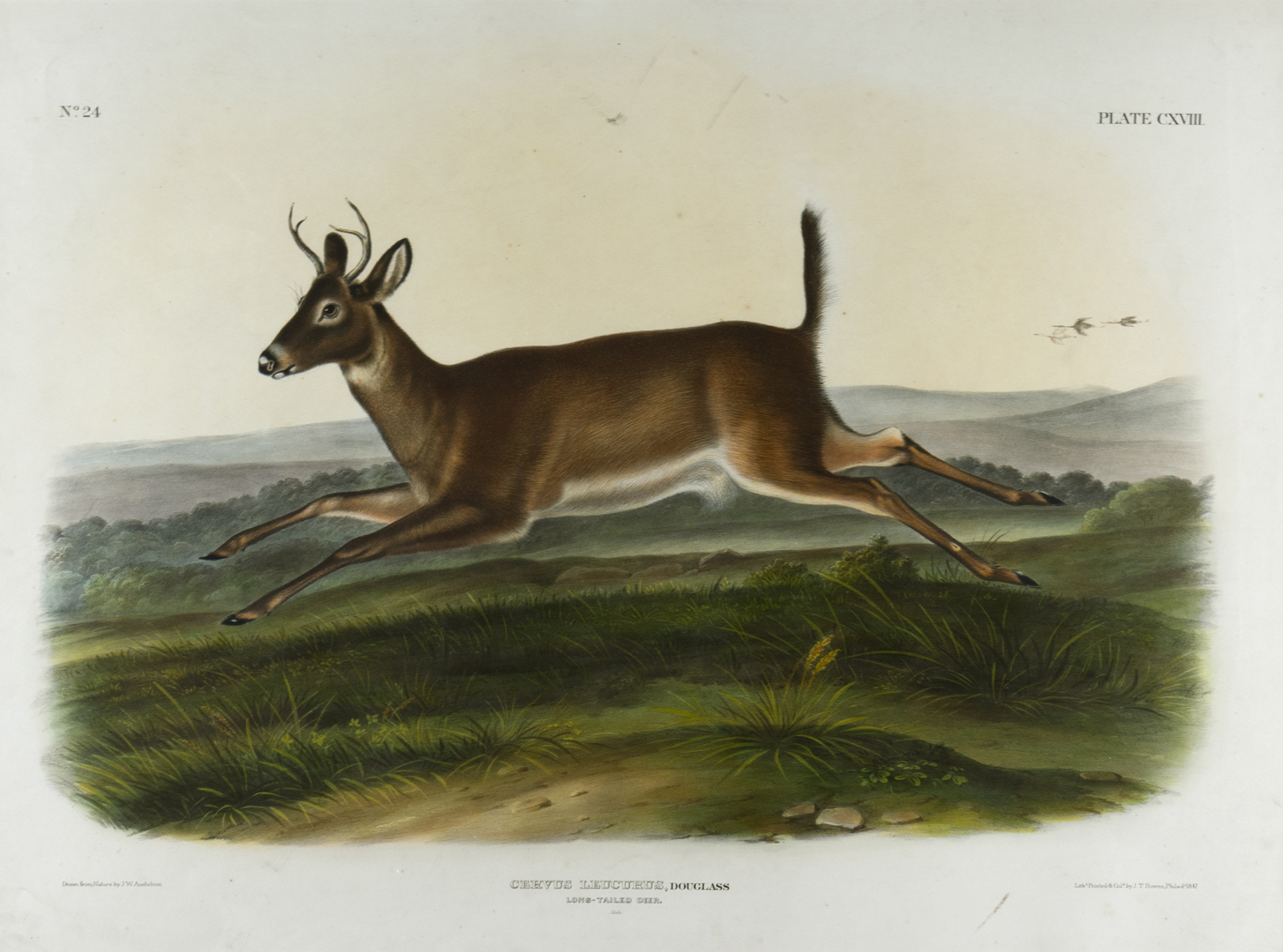 JOHN WOODHOUSE AUDUBON (1812-1862),