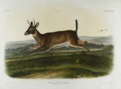JOHN WOODHOUSE AUDUBON (1812-1