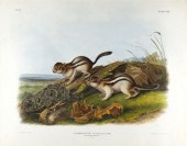 JOHN WOODHOUSE AUDUBON (1812-1