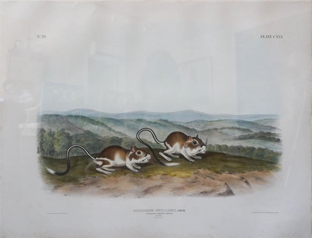 JOHN WOODHOUSE AUDUBON (AMERICAN,