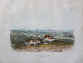JOHN WOODHOUSE AUDUBON (AMERIC