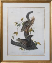 JOHN WOODHOUSE AUDUBON (AMERIC