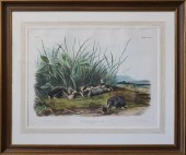 JOHN WOODHOUSE AUDUBON (AMERIC