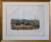 JOHN WOODHOUSE AUDUBON (AMERIC