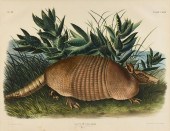 JOHN WOODHOUSE AUDUBON (AMERIC