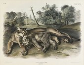 JOHN WOODHOUSE AUDUBON (AMERIC