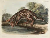 JOHN WOODHOUSE AUDUBON (AMERIC