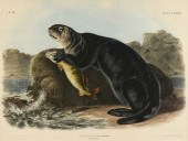 JOHN WOODHOUSE AUDUBON (AMERIC