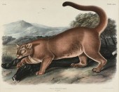 JOHN WOODHOUSE AUDUBON (AMERIC