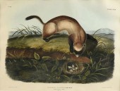 JOHN WOODHOUSE AUDUBON (AMERIC