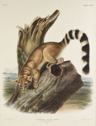 JOHN WOODHOUSE AUDUBON (AMERICAN