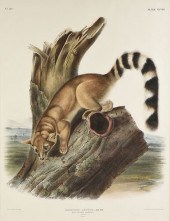 JOHN WOODHOUSE AUDUBON (AMERIC