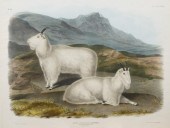 JOHN WOODHOUSE AUDUBON (AMERIC