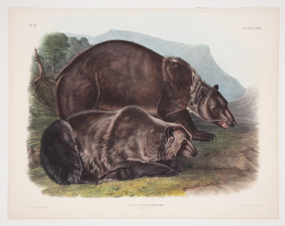 JOHN WOODHOUSE AUDUBON (AMERICAN,