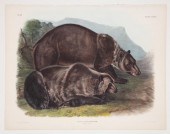 JOHN WOODHOUSE AUDUBON (AMERIC