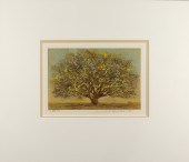 JOICHI HOSHI - GREAT TREE Joic