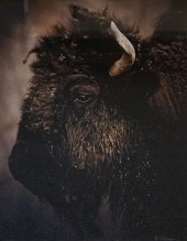 JOSEPH ALDERMAN, BUFFALO, COLO