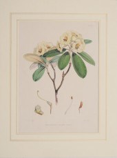JOSEPH DALTON HOOKER (1817-191