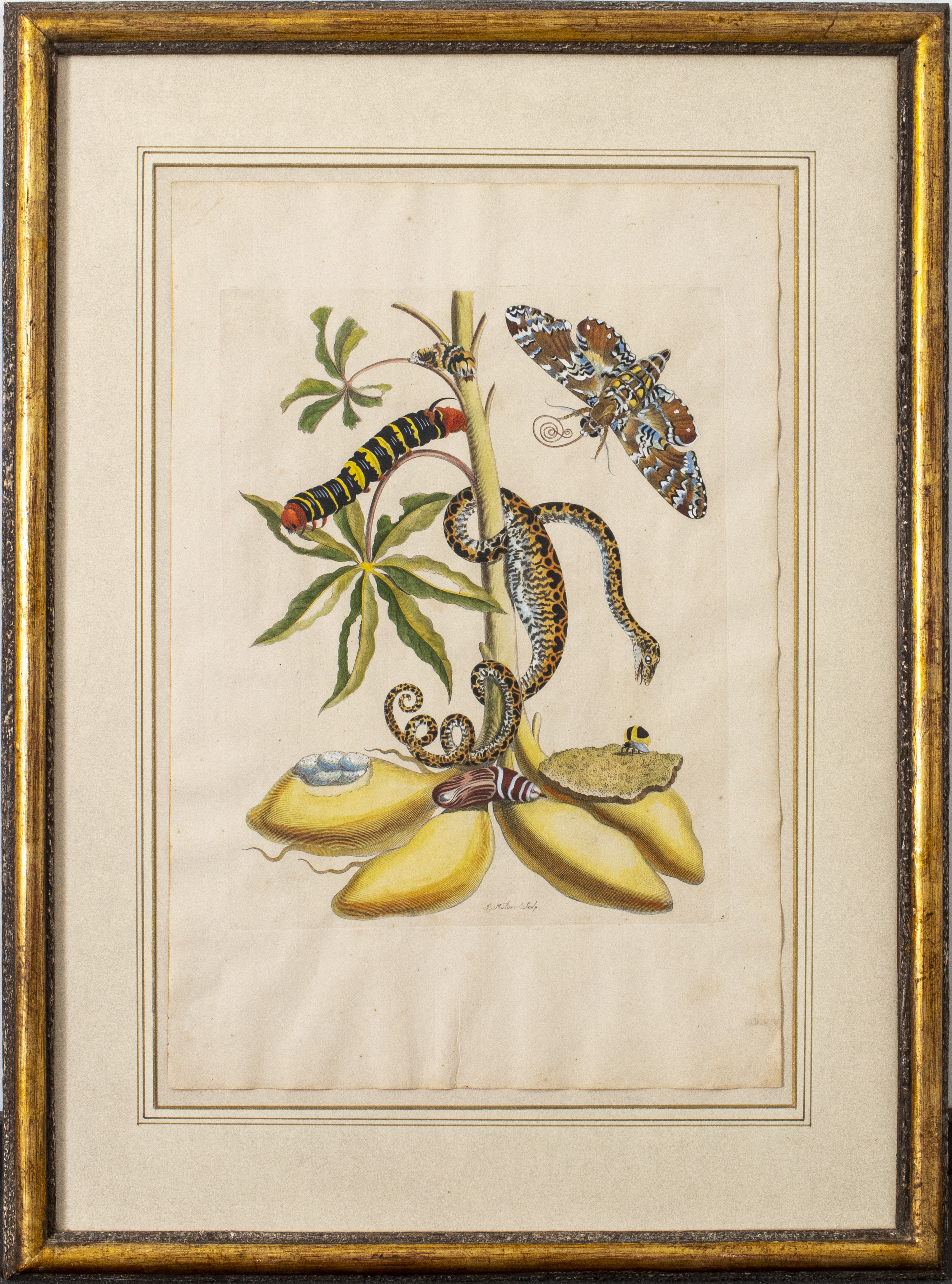 JOSEPH MULDER BOTANICAL