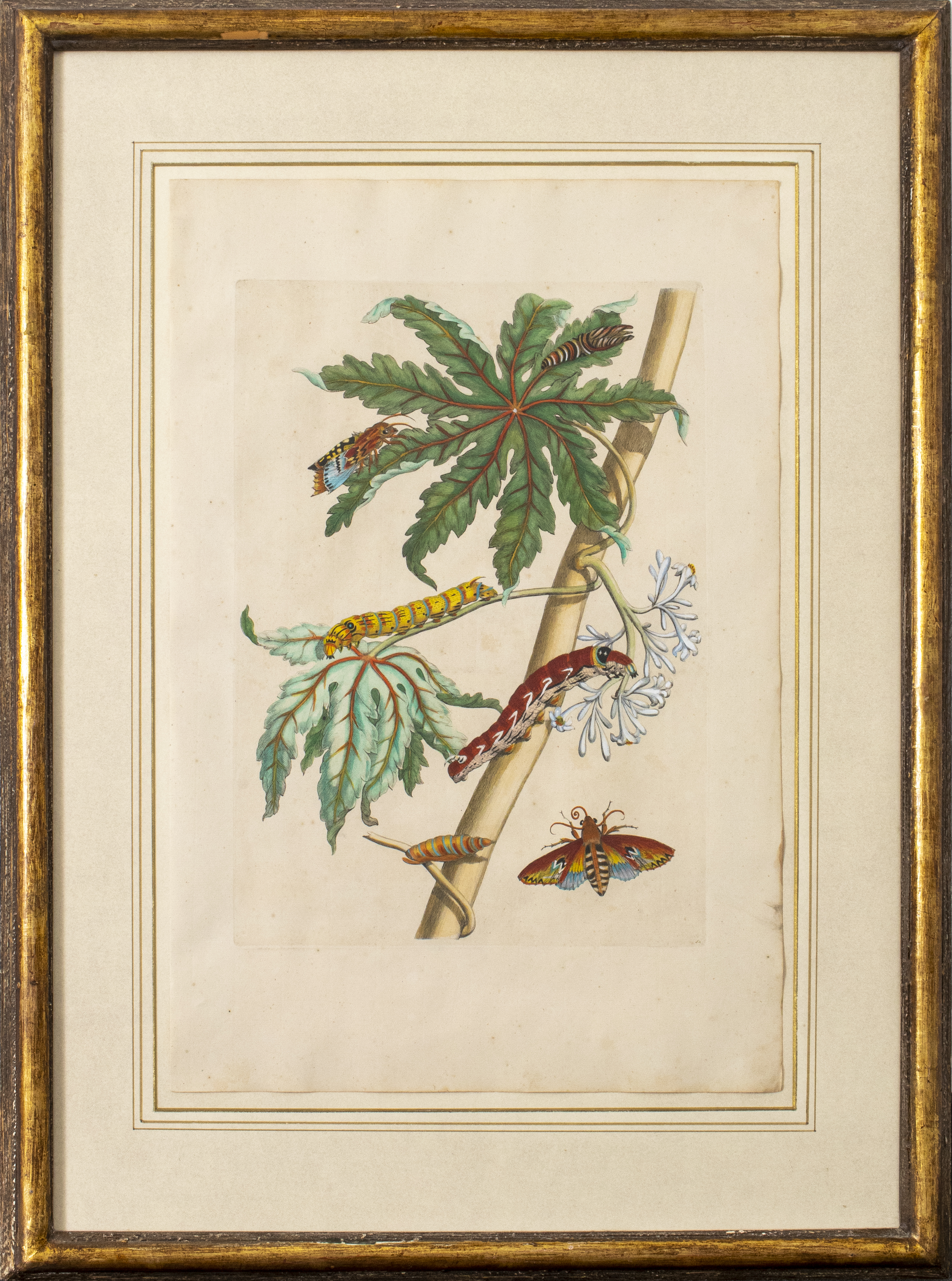 JOSEPH MULDER BOTANICAL