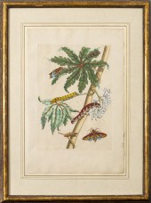 JOSEPH MULDER BOTANICAL HAND-C