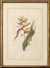 JOSEPH MULDER BOTANICAL HAND-C