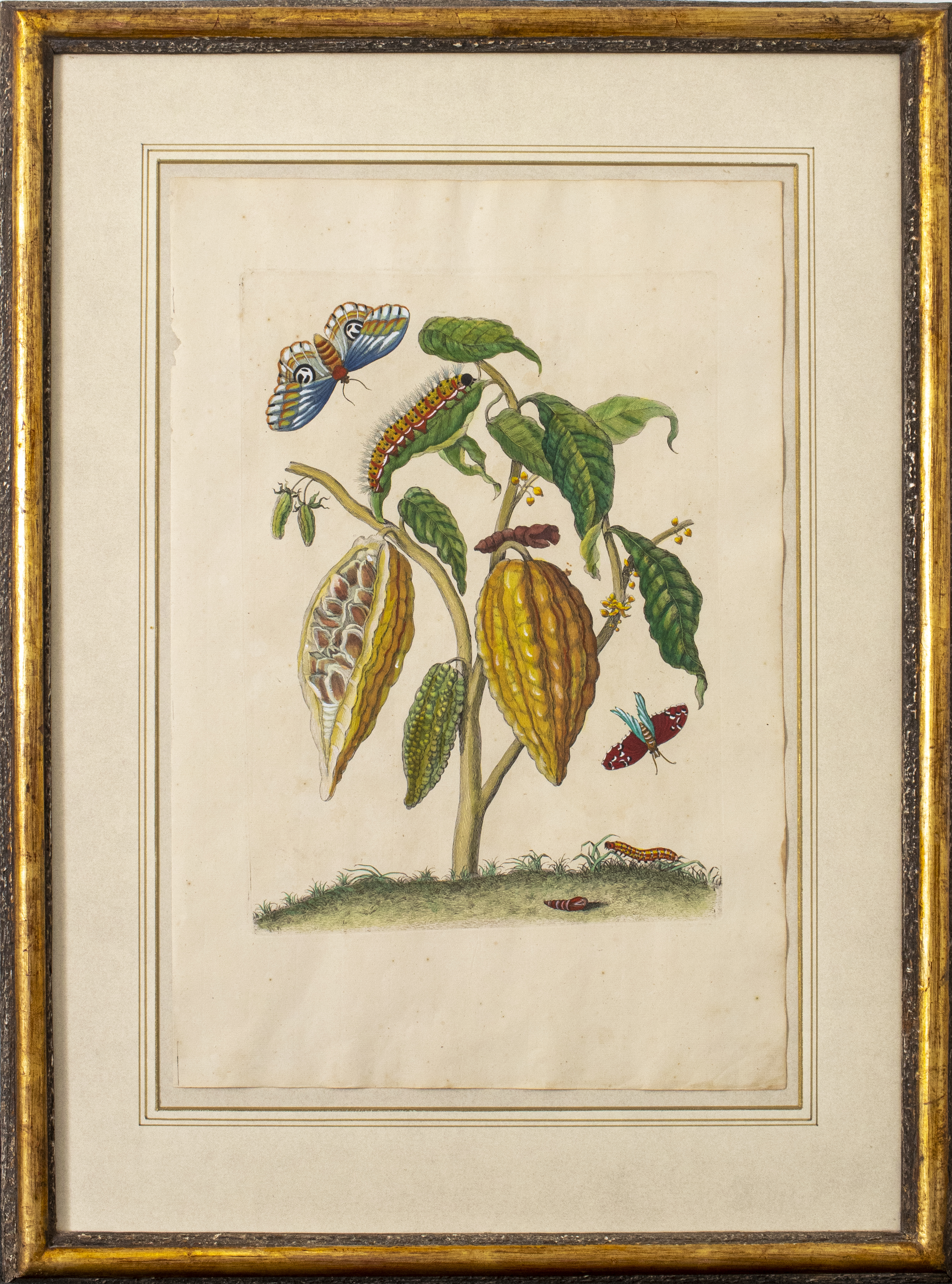 JOSEPH MULDER COCOA TREE