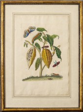 JOSEPH MULDER COCOA TREE HAND-