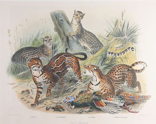 JOSEPH SMITH LITHOGRAPH "FELIS