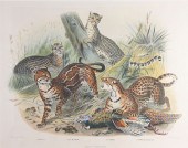 JOSEPH SMITH LITHOGRAPH "FELIS