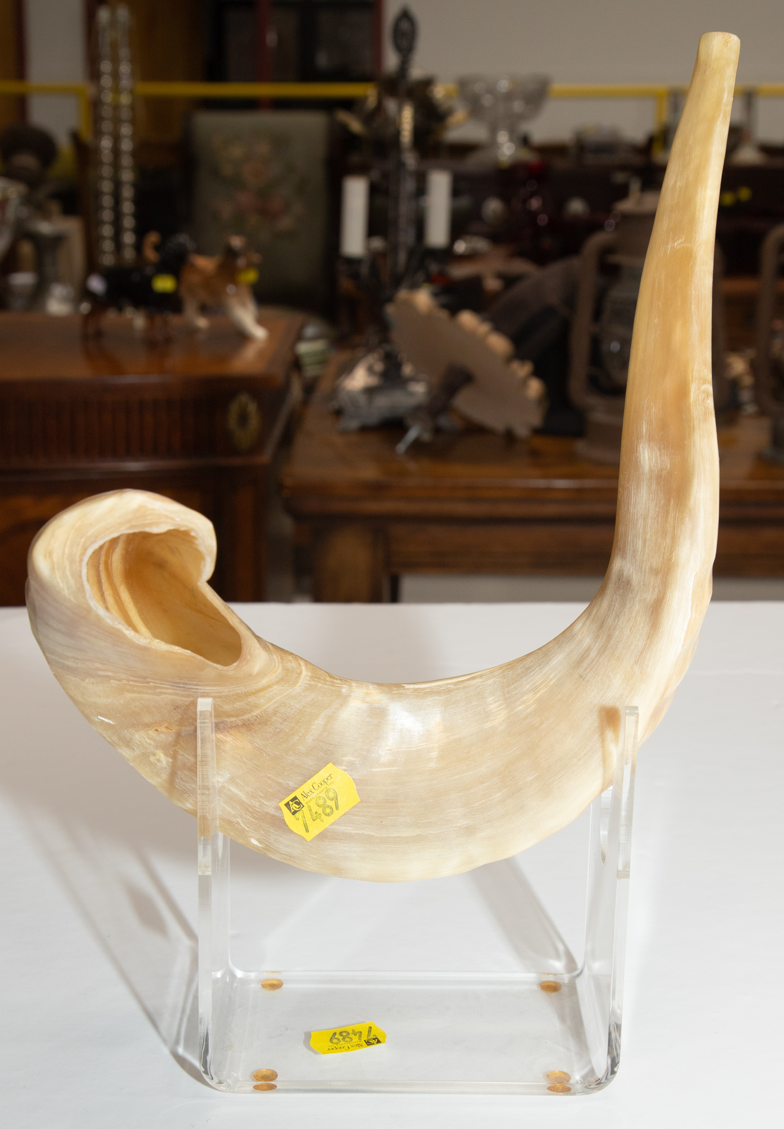 JUDAICA SHOFAR (RAM'S HORN TRUMPET)