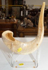 JUDAICA SHOFAR (RAM'S HORN TRU