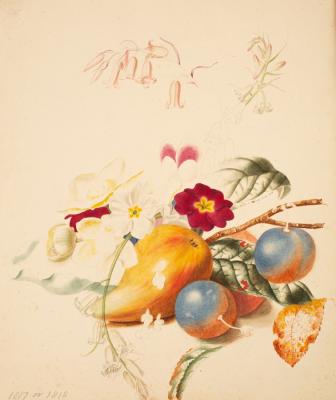 Juliana Sabina Strickland/Flowers