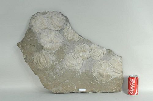 JURASSIC PERIOD CNIDECIANS