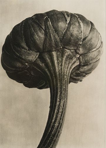 KARL BLOSSFELDT