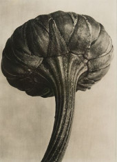 KARL BLOSSFELDT &#039;CHRYSANT