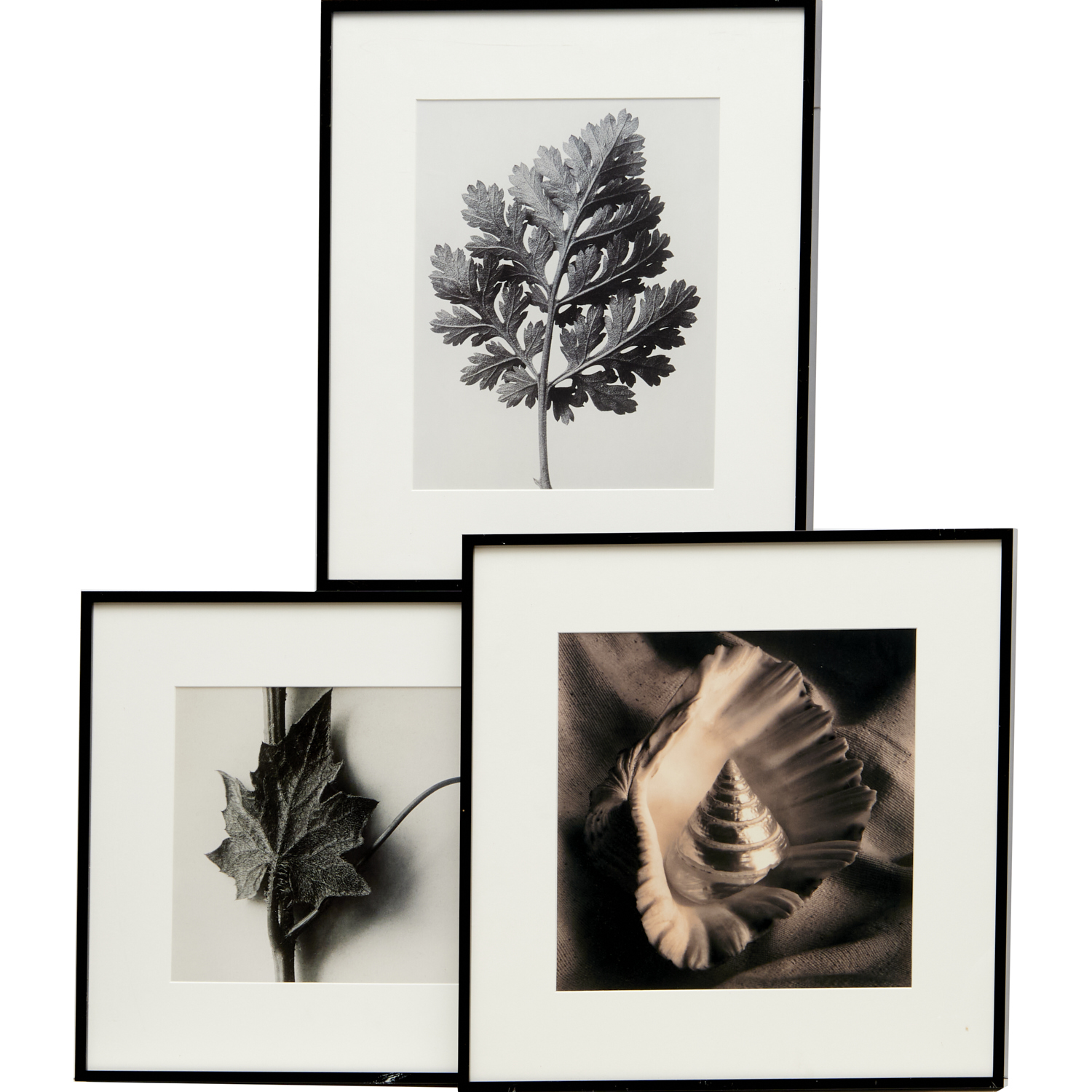 KARL BLOSSFELDT (AFTER), 3 PRINTS