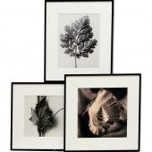 KARL BLOSSFELDT (AFTER), 3 PRI