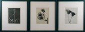KARL BLOSSFELDT (GERMAN, 1865-