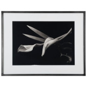 KENRO IZU (B. 1949): STILL LIF