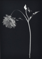 KENRO IZU (JAPANESE/AMERICAN,