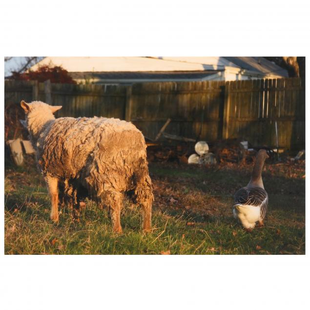 KENT CORLEY (NC), UNTITLED (SHEEP