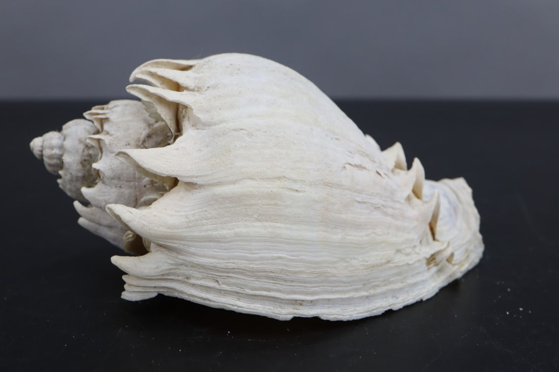 KING CROWN CONCH SEASHELL,