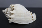 KING CROWN CONCH SEASHELL, 4-1