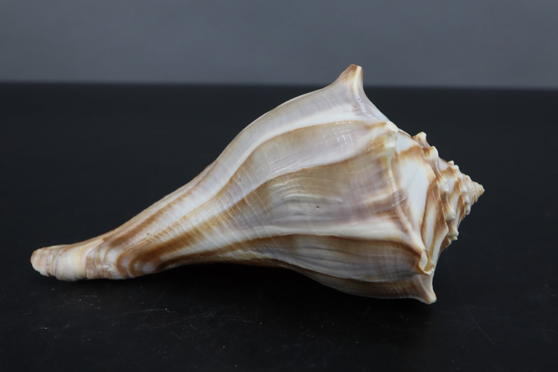 KNOBBED WELK SEASHELL,