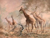 KOBUS MÖLLER (AFRICAN B. 1949)