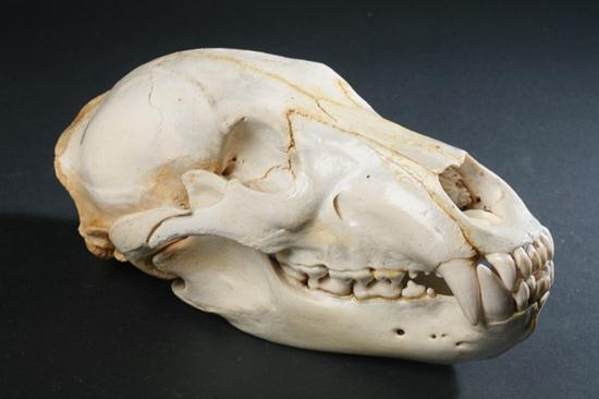 KODIAK BEAR SKULL. Alaska; Ursus