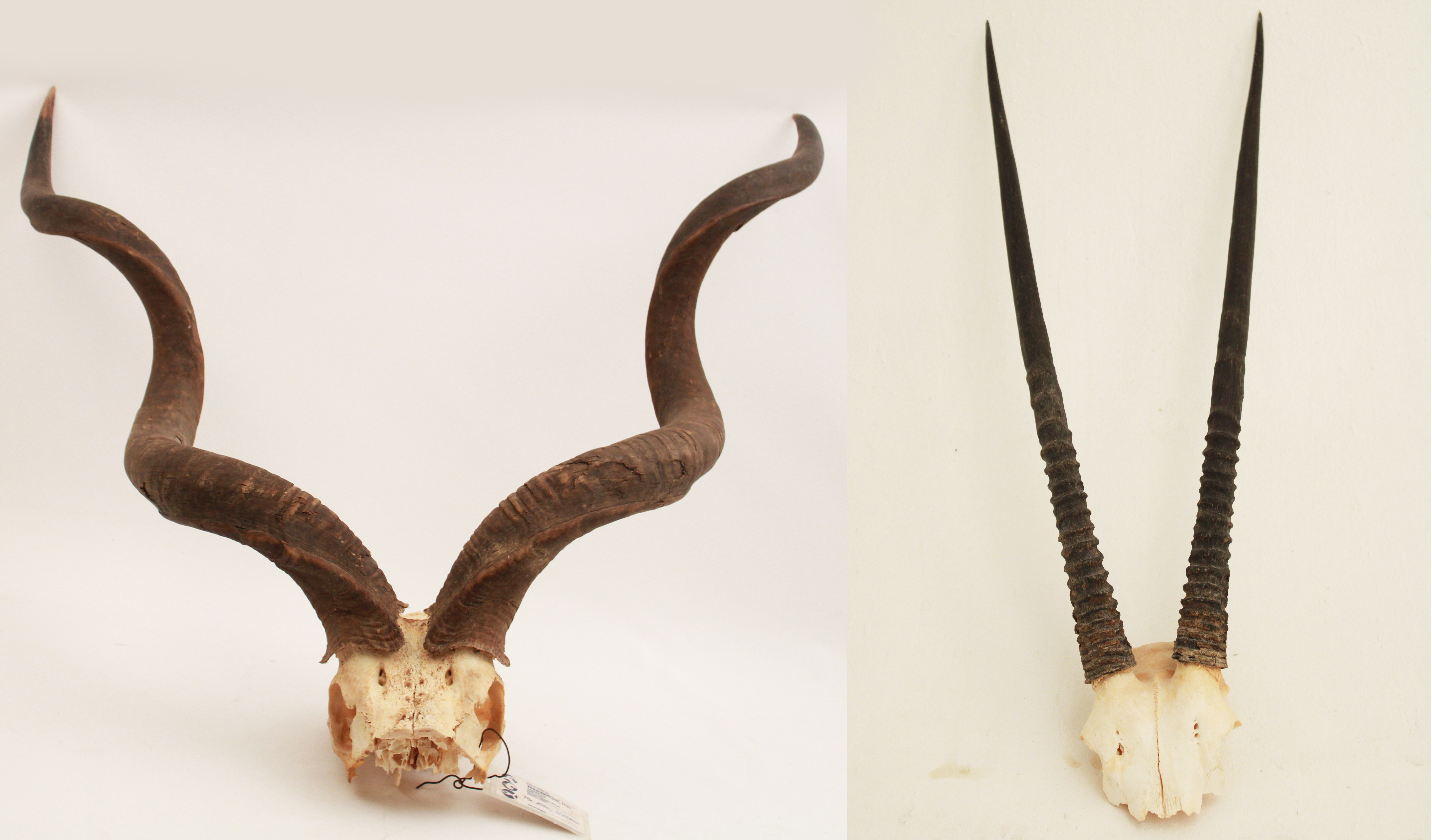 KUDU AND ORYX SKULLS READY FOR